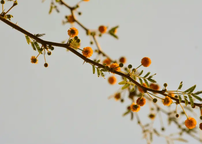 Branch on Tree - Comemoration of Loss & Healing