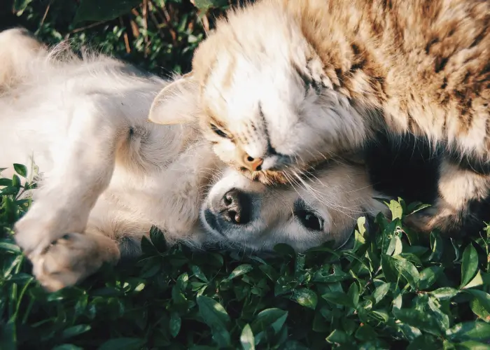 Dog & Cat - Pet Memorials Pet Memorial